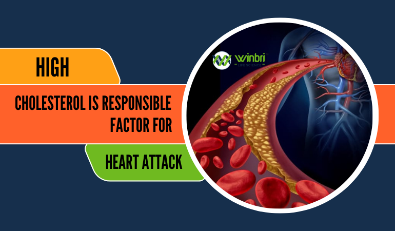 High cholesterol is responsible factor for Heart attack - Winbri Life Science